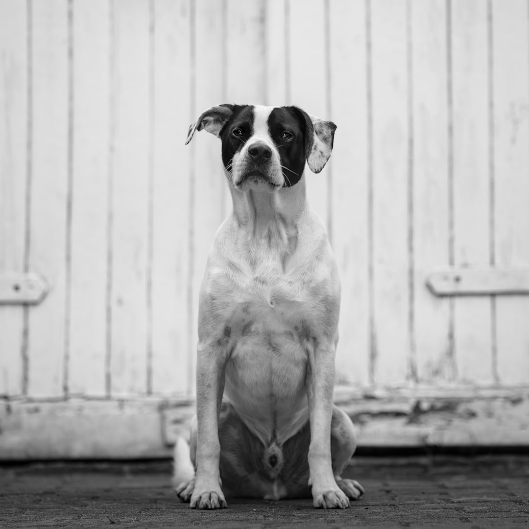 Harry  Chrirodogs - Online Physiokurs für alte Hunde